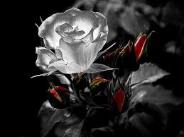 Snap, tough, & flex cases created by independent artists. Hd Roses Neon Black Wallpapers Peakpx