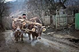 Google Visit Romania Animal Photo European History