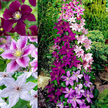 Image result for Clematis