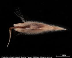 Image result for Centropodia glauca