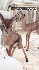 pin by babu on خلفيات funny arabic quotes beautiful arabic words cover photo quotes