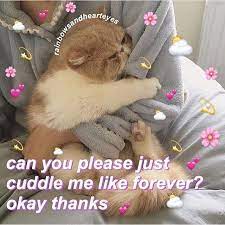Pin By Ari On S O F T Cute Memes Cute Cat Memes Cute Love Memes