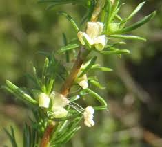 Image result for Cliffortia