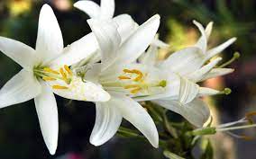 Top view of beautifully colored flowers with copy space. Lily Flower Wallpaper 2560x1600 51687