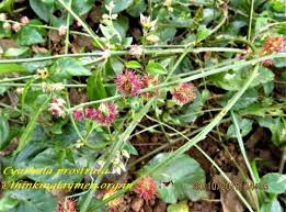 Image result for Pupalia micrantha