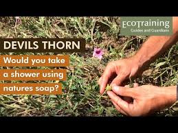 Image result for Dicerocaryum