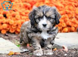 The chihuahua mix is a cross between a chihuahua and another dog breed. Shih Tzu Mix Puppies For Sale Puppy Adoption Keystone Puppies