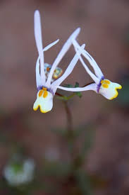 Image result for Nemesia lilacina