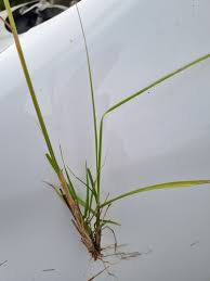 Image result for Sporobolus pyramidalis