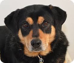 Independence Mo Shepherd Unknown Type Labrador Retriever Mix Meet Micah A Dog For Adoption Http Www Adoptapet Com Pet Pets Pet Adoption Dog Adoption