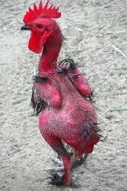 Baby Bird With No Feathers Why Are My Chicken S Feathers Falling Out Pampered Chicken Mama Raising Backyard Chickens Chickens Backyard Baby Chicks Raising Raising Backyard Chickens