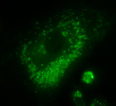 Check spelling or type a new query. Lysosome Stains Cell Organelles Cell Probe Genecopoeia