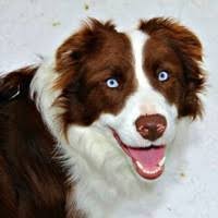 The border collie poodle mix, also called the bordoodle or border doodle, is one of the trending doodle dog breeds. Border Collie Rescue Adoptions