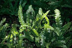 Image result for Asplenium elliottii