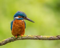Clients can choose from a range of models that best suit their needs. La Ciencia Ciudadana Revela Como Evolucionaron Los Picos De Las Aves Scientific American Espanol