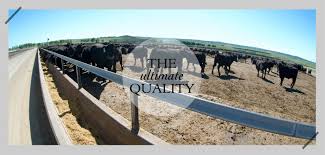 We specialise in long fed pure black angus and wagyu cross breeds to bring you the highest quality, best tasting. Quality Rangers Valley