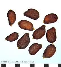 Image result for Sporobolus natalensis