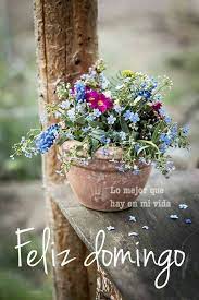 Página oficial de domingo para todos. Pin By July On Saludos Flower Pots Beautiful Flowers Plants