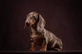 Long haired, short haired & more. Dapple Dachshunds How To Care For The Spotted Sausage Dog K9 Web