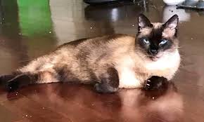 Siamese are really a breed unlike any other. Want To Adopt A Pet Here Are 3 Lovable Kitties To Adopt Now In New