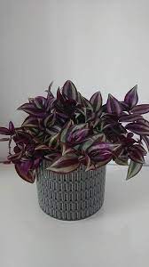 Add soil to surround and fill in the sides. Wandering Jew Plant Inch Plant Tradescantia Zebrina Zebrina Pendula Guide Our House Plants