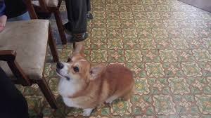 Full descriptions of all of our dogs with pedigre… akc corgi puppies usually available! Pembroke Welsh Corgis United States Corgis Of Narnia