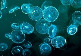 On certain areas around the world, the beaches glow with magical blue like tiny neon dots and vaadhoo island maldives is a small island of south male' atoll and one of the inhabited island of raa. Glowing Blue Tide At Night In Vaadhoo Maldives Places To See In Your Lifetime