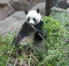 Maybe you would like to learn more about one of these? Les Pandas Geants Du Zoo De Beauval Une Bonne Nouvelle Par Jour Le Blog D Ecureuil Bleu