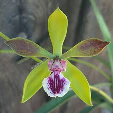 Keep it away from direct sun or heat exposure, which can burn and brown its flowers and leaves in a snap. Tampensis Hashtag On Twitter