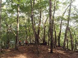 多摩 丘陵 自然 公園