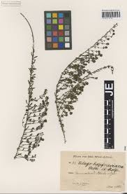 Image result for Selago welwitschii