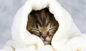Tanda kucing mengalami demam yang pertama yaitu suhu tubuh yang tinggi atau panas. Kenali Tanda Kucing Demam Dan Cara Mengobatinya