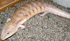 Enter your email address to receive alerts when we have new listings available for blue tongued skink for sale. Blue Tongue Skink Care Sheet Reptiles Magazine