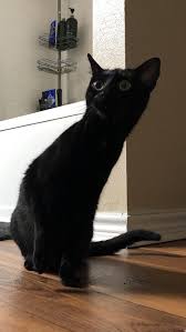 Figured My Reddit Debut Should Be To Show Off My Very Concerned House Panther Cat Expressions Panther Cat Cats And Kittens