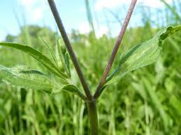 Image result for Eclipta