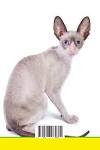 Cornish Rex Kittens for Sale, Yarn Ball Cattery, Cornish ...