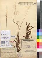 Image result for Melinis effusa