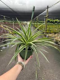 Image result for Chlorophytum pubiflorum