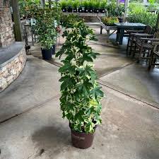 Image result for Fadogia variifolia