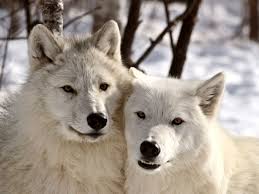 Arctic Wolf Animals Pet Wolf Arctic Wolf
