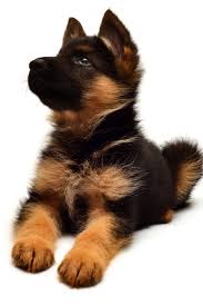 Small Black And Brown Fluffy Puppy A Beautiful Puppy Is The German Shepherd Isolated On A White Background Fluffy Dog Close Up Of Brown And Black Co In 2020 German Shepherd Beautiful Puppy Fluffy Dogs