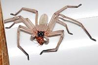 Huntsman spiders are useful little critters, they hunt down flying and crawling pests in your home just don't squish it especially pregnant huntsman spider, it will cause 100 of babies to launch and. Huntsman Spider Wikipedia