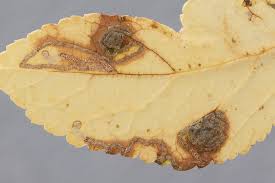 Image result for Stigmella prunetorum