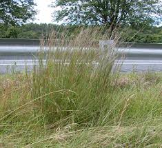 Image result for Enneapogon scoparius