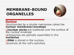 These are organelles with a double membrane that store starch and other nutrients in plants. Membrane Bound Organelles