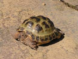 The Best Horsefield Tortoise Information 2021 Guide
