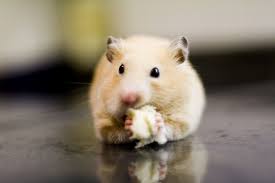 Om Nom Nom What Do Hamsters Actually Love To Eat Pet Ponder