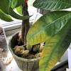 The crassula ovata, money tree or lucky tree, usually named after the tree crassula ovata, belongs to the family of thick leaved plants (crassulaceae). Https Encrypted Tbn0 Gstatic Com Images Q Tbn And9gcrivtpsq6xvyfsjl2nn0kry4lt0d67x3dazzesesvikji0quknl Usqp Cau