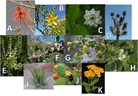 Image result for Polystachya tridentata