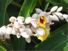 Red ginger, shell ginger, indian ginger (alpinia) care. Ginger Shell Ginger Torch Ginger Cargo Handbook The World S Largest Cargo Transport Guidelines Website